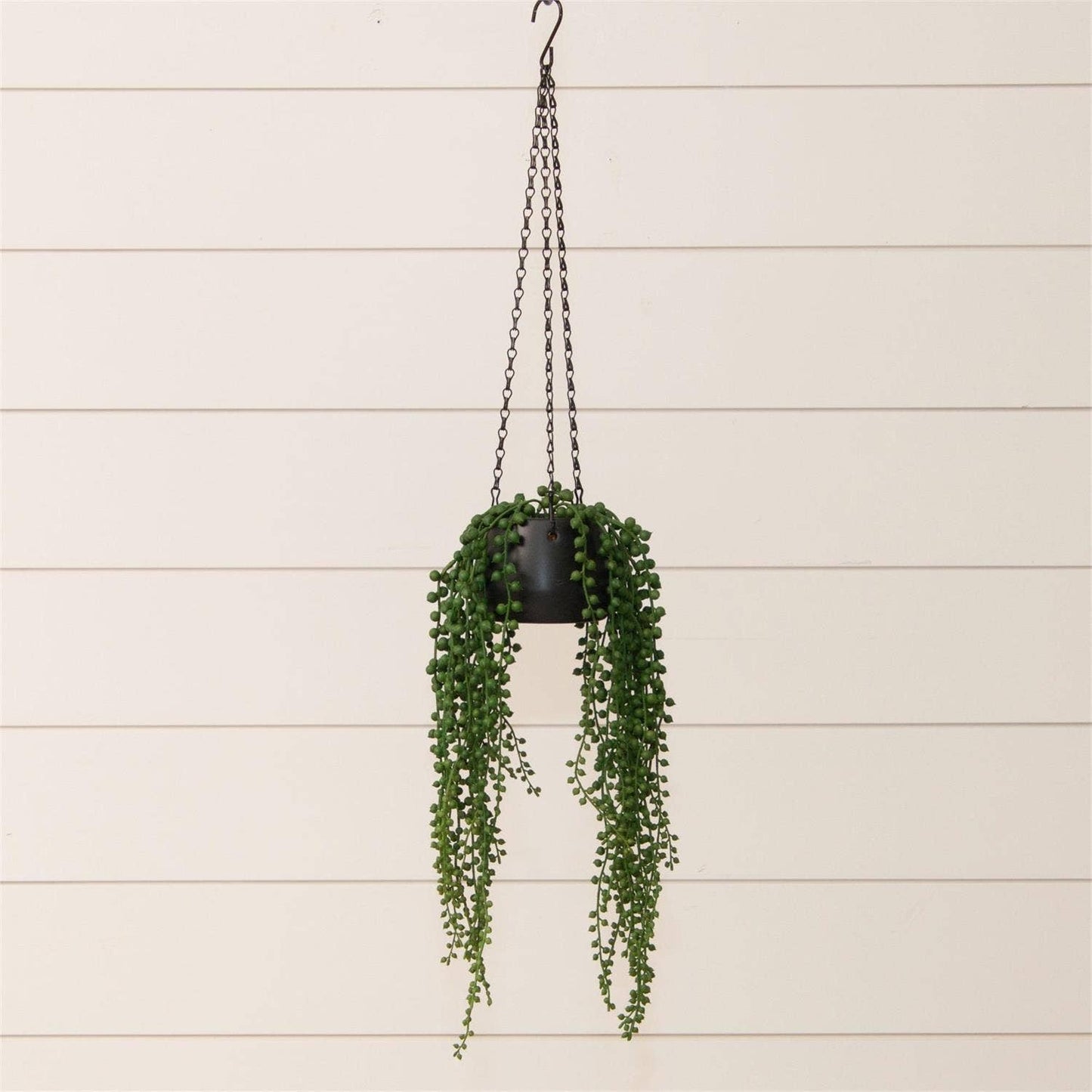 String Of Pearls In Hanging Pot