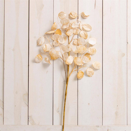 Spray - White Silver Dollar