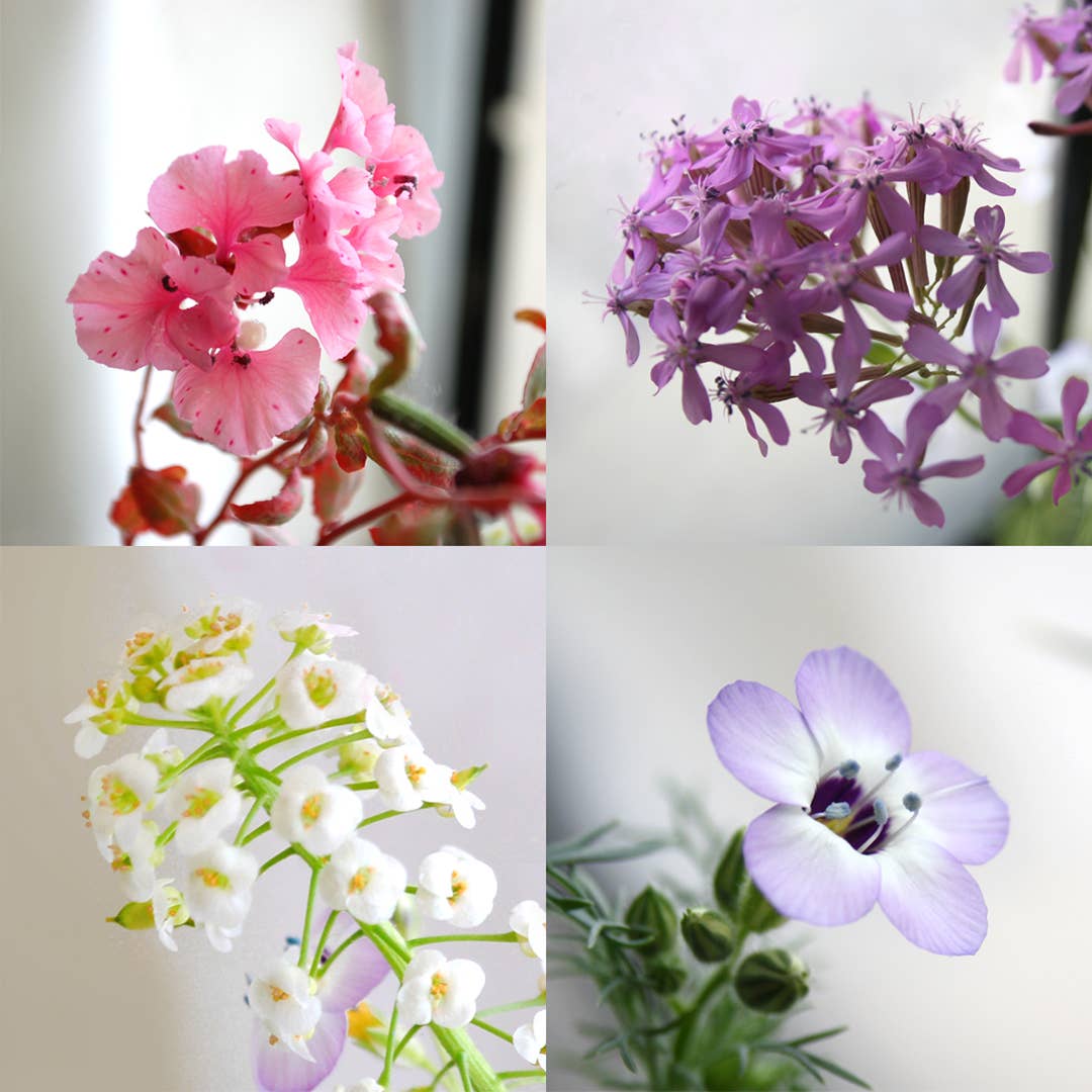 Plantable Seed Paper Greeting Card - Happy Birthday