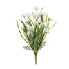 Mixed Daisy Bush