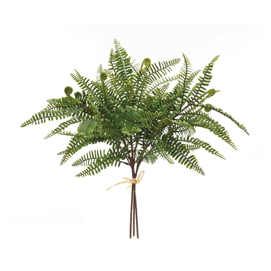 Fern Bundle