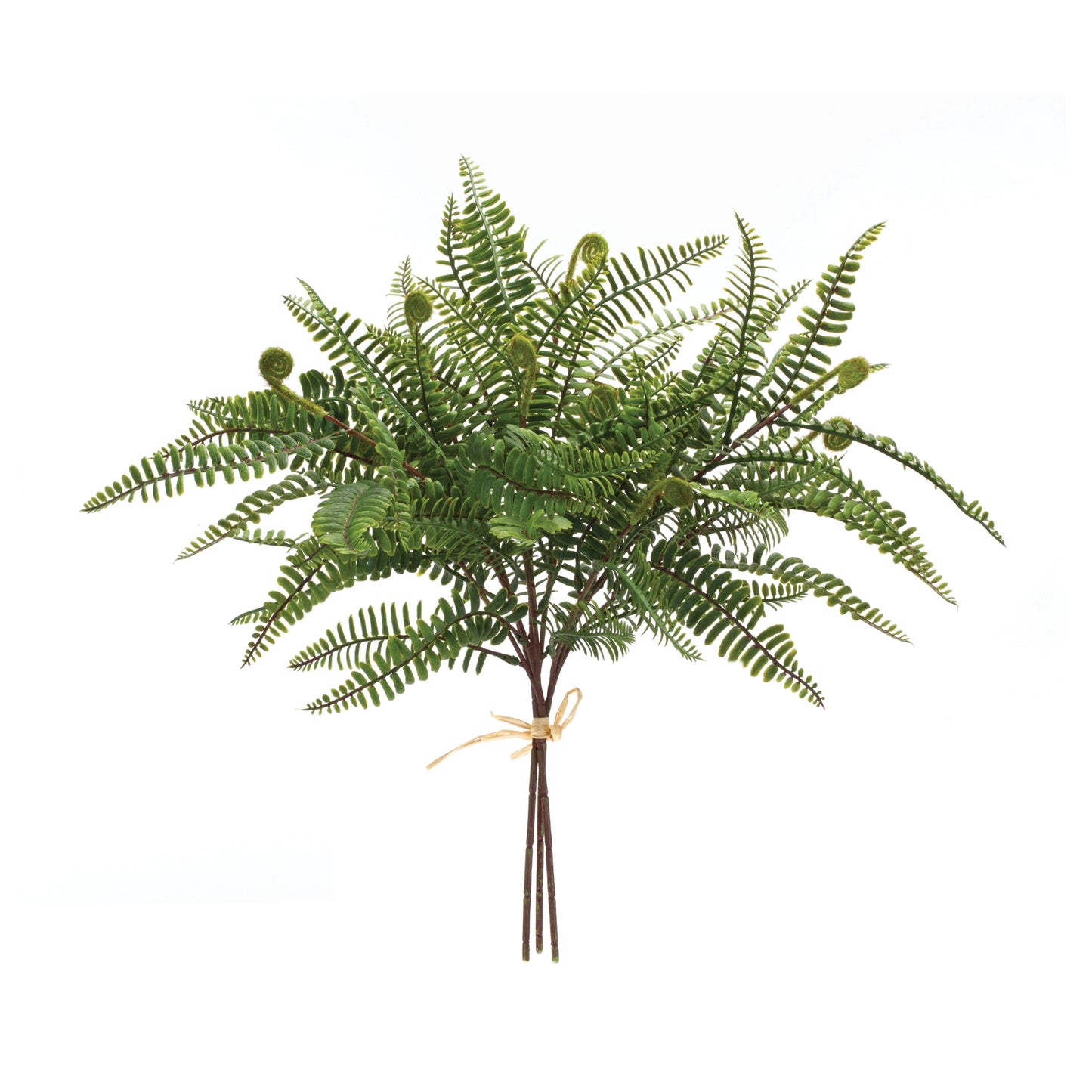 Fern Bundle