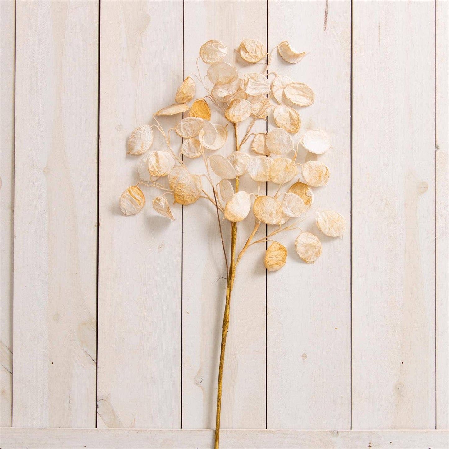 Spray - White Silver Dollar