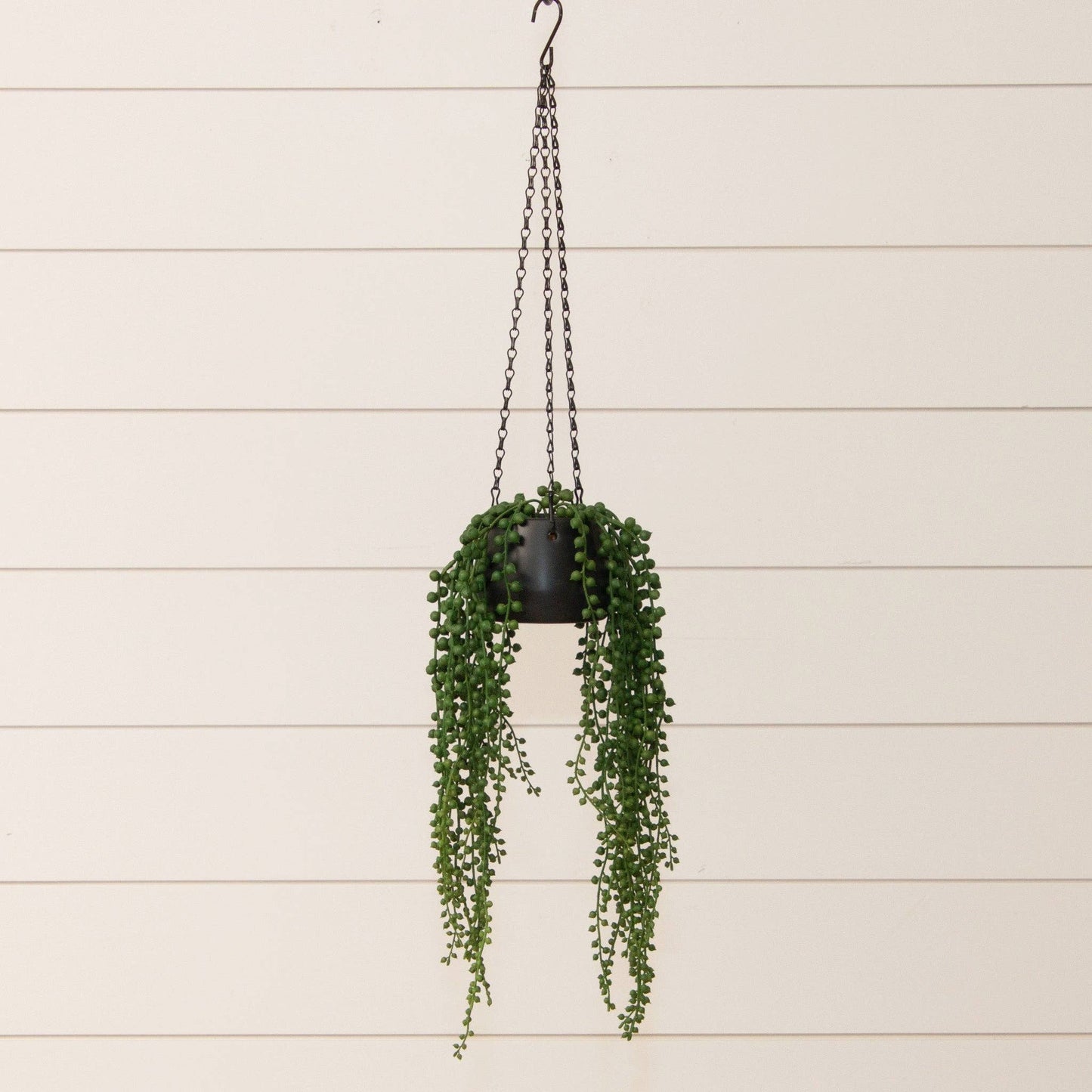 String Of Pearls In Hanging Pot